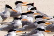 Lesser Crested Tern (Thalasseus bengalensis)